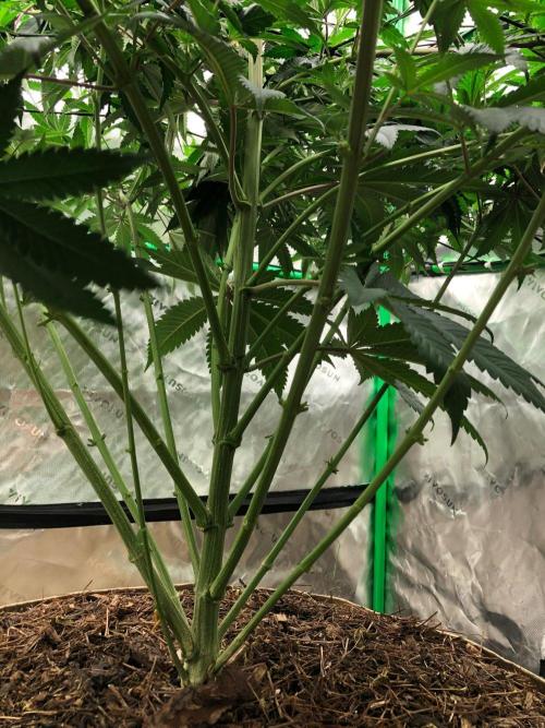 Mexican Sativa Kannabaia Indoor Summer. Week 11