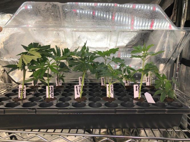 Mexican Sativa Kannabaia Indoor Summer. Week 11