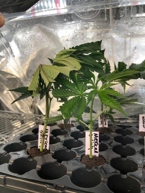 Cloudline A6. Week 11