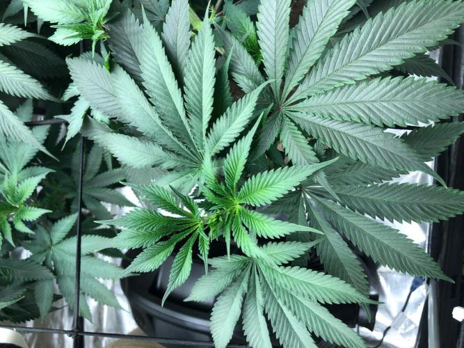 Silver Widow Kannabaia Indoor Summer. Week 11