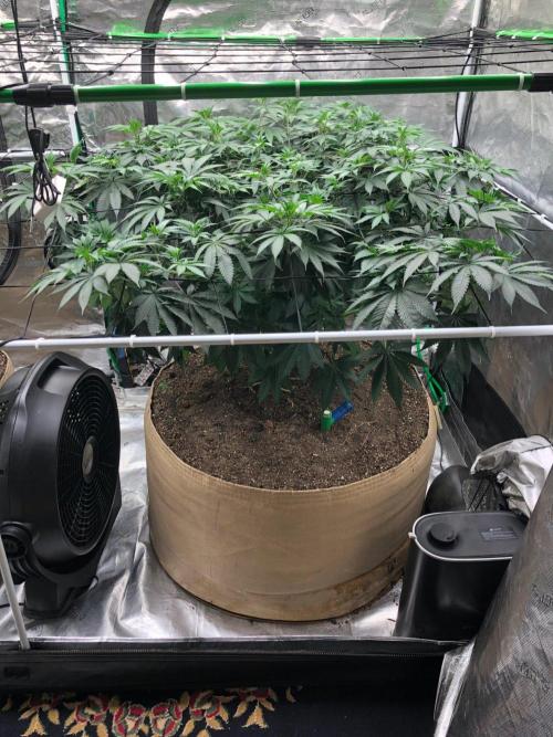 Silver Widow Kannabaia Indoor Summer. Week 11