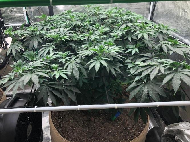 Silver Widow Kannabaia Indoor Summer. Week 11