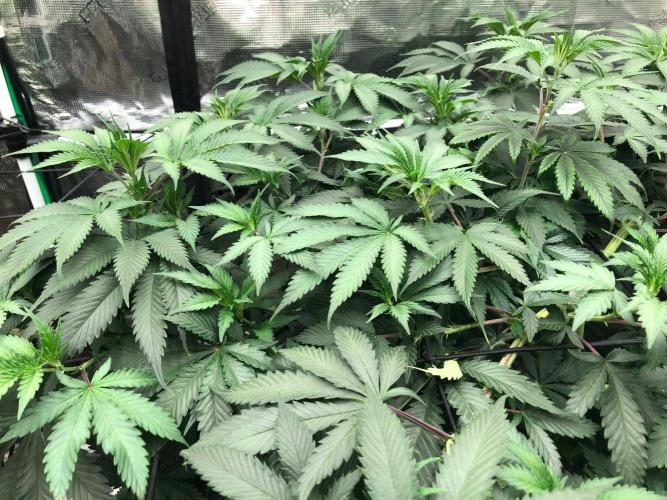 Silver Widow Kannabaia Indoor Summer. Week 11