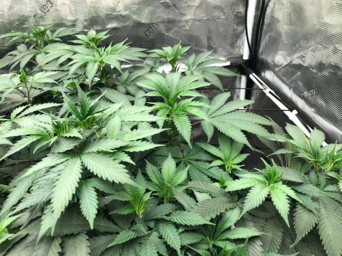 Silver Widow Kannabaia Indoor Summer. Week 11