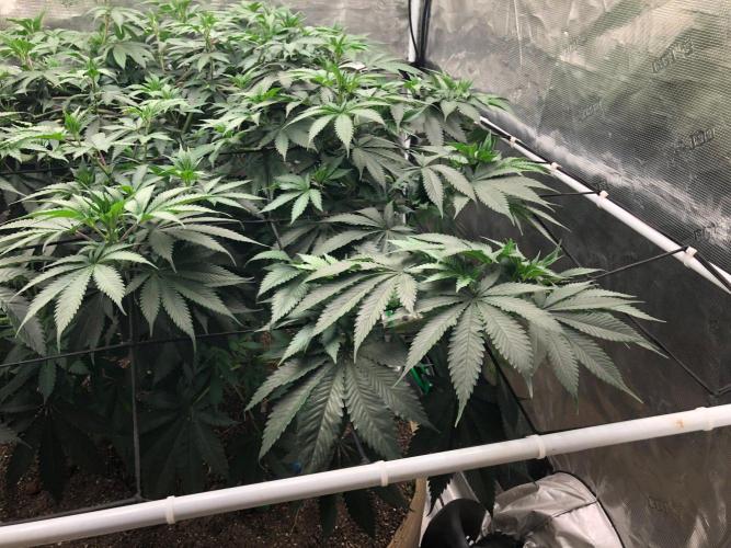 Silver Widow Kannabaia Indoor Summer. Week 11
