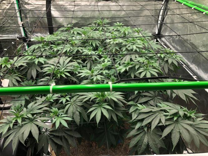 Silver Widow Kannabaia Indoor Summer. Week 11