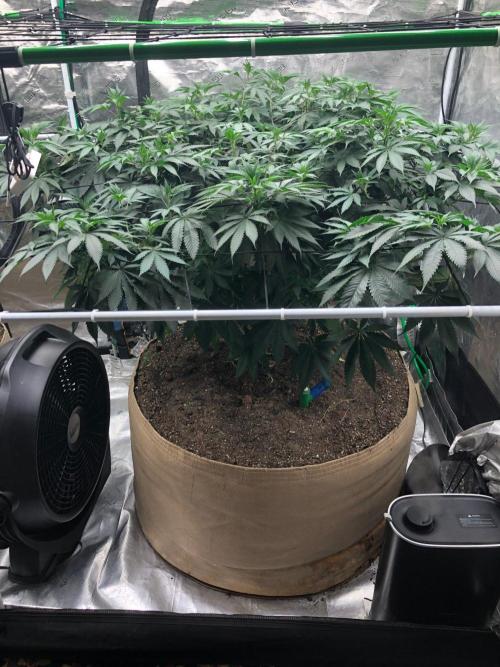 Silver Widow Kannabaia Indoor Summer. Week 11