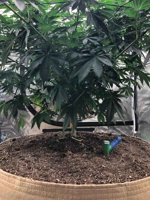 Silver Widow Kannabaia Indoor Summer. Week 11