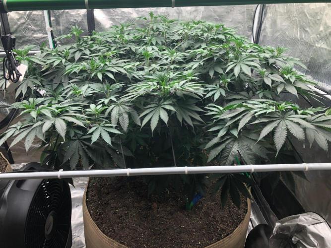 Silver Widow Kannabaia Indoor Summer. Week 11