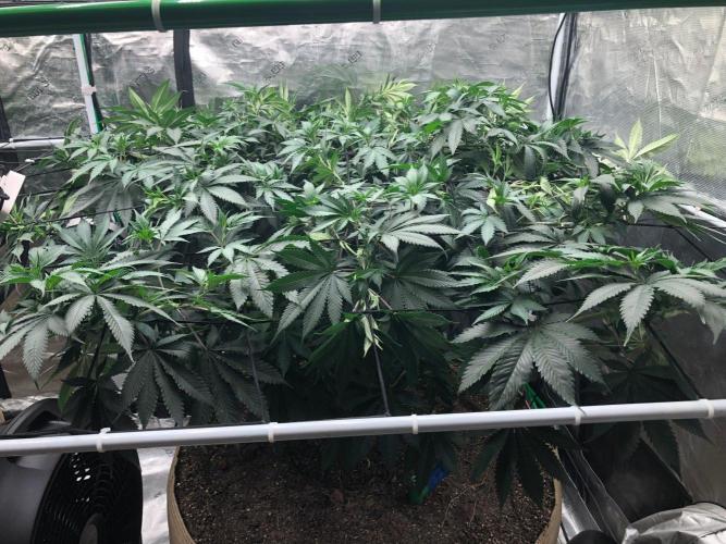 Silver Widow Kannabaia Indoor Summer. Week 11