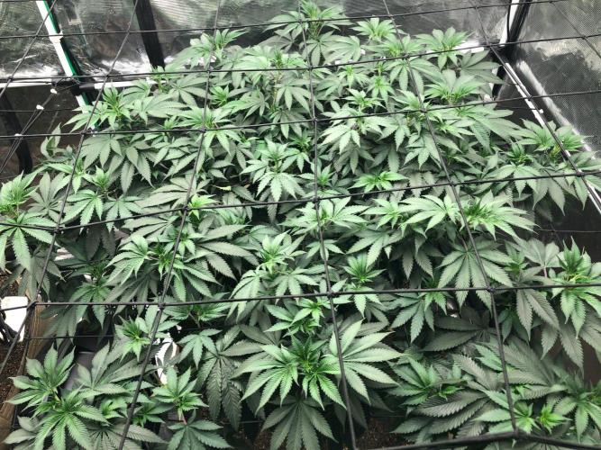 Silver Widow Kannabaia Indoor Summer. Week 11