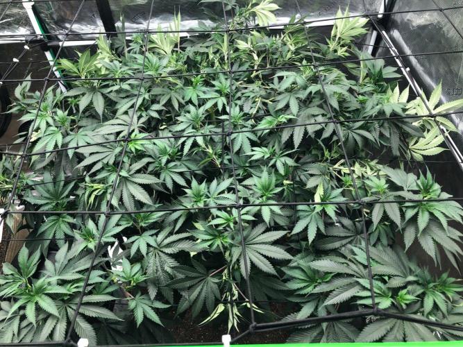 Silver Widow Kannabaia Indoor Summer. Week 11
