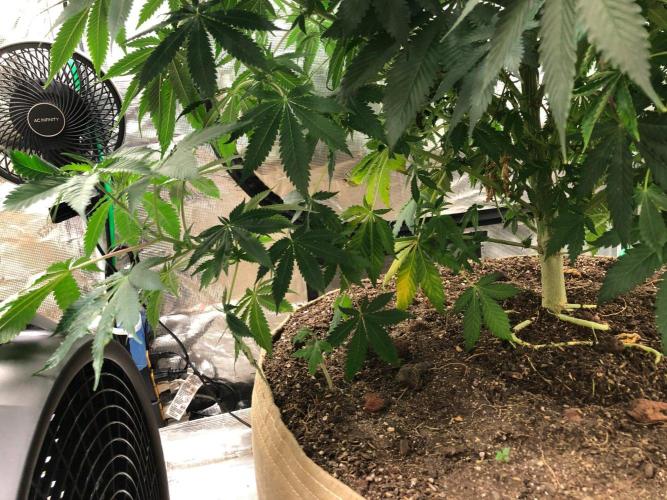 Silver Widow Kannabaia Indoor Summer. Week 11