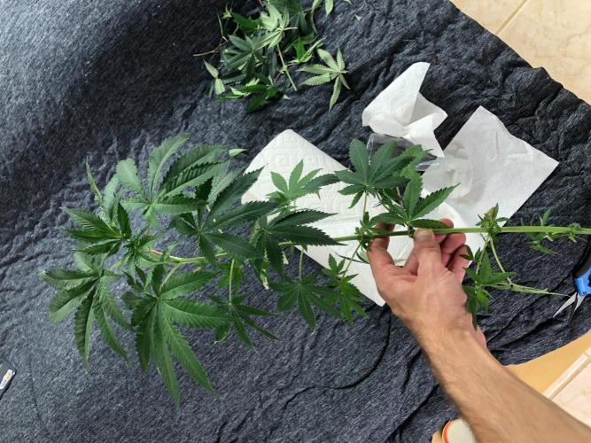 Silver Widow Kannabaia Indoor Summer. Week 11
