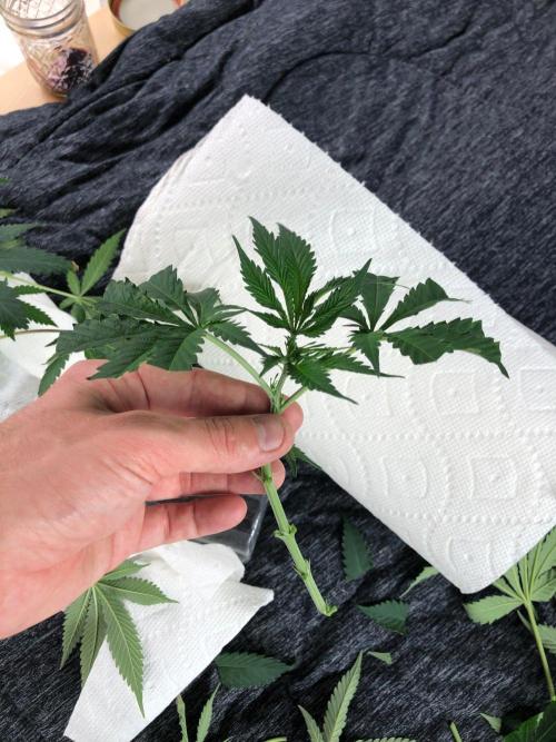 Silver Widow Kannabaia Indoor Summer. Week 11