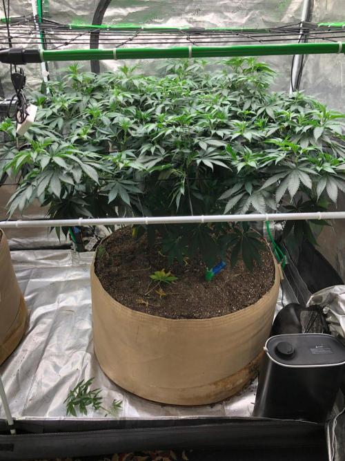 Silver Widow Kannabaia Indoor Summer. Week 11
