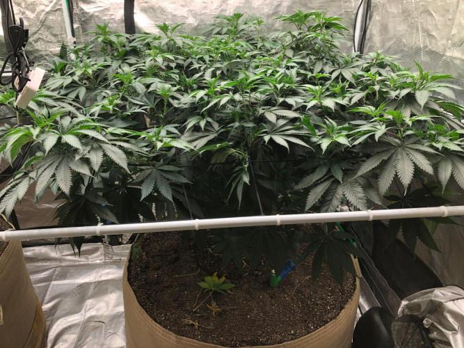 Silver Widow Kannabaia Indoor Summer. Week 11