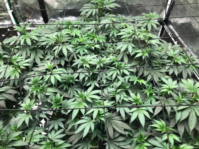 Silver Widow Kannabaia Indoor Summer. Week 11