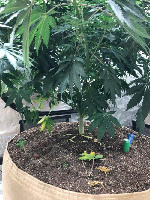 Silver Widow Kannabaia Indoor Summer. Week 11
