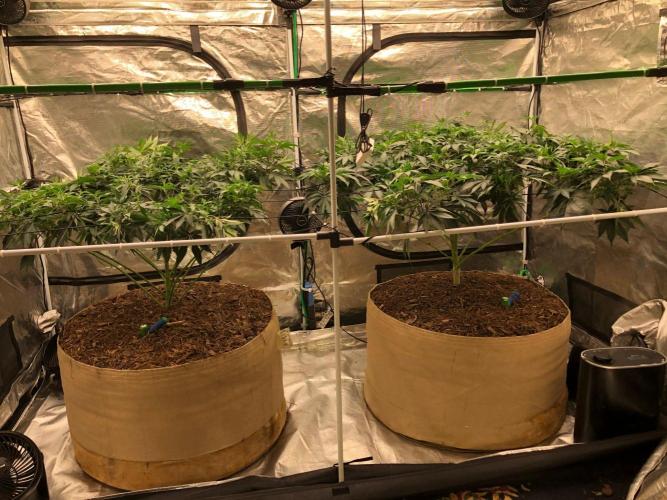 Silver Widow Kannabaia Indoor Summer. Week 11