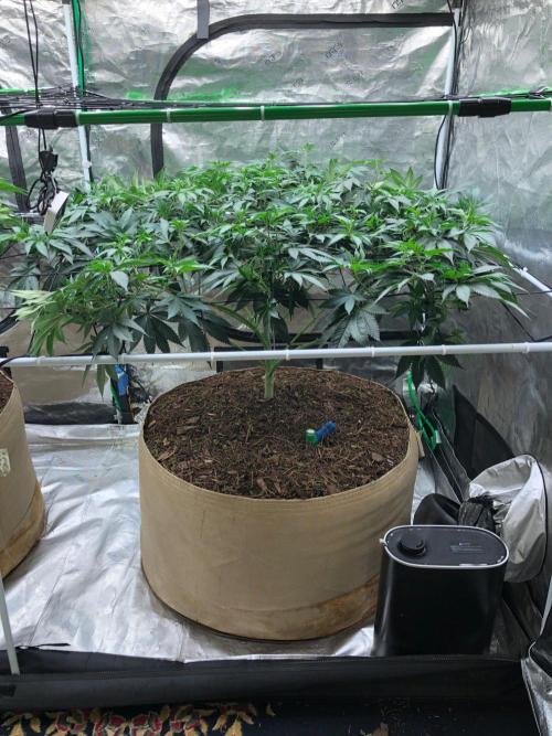 Silver Widow Kannabaia Indoor Summer. Week 11