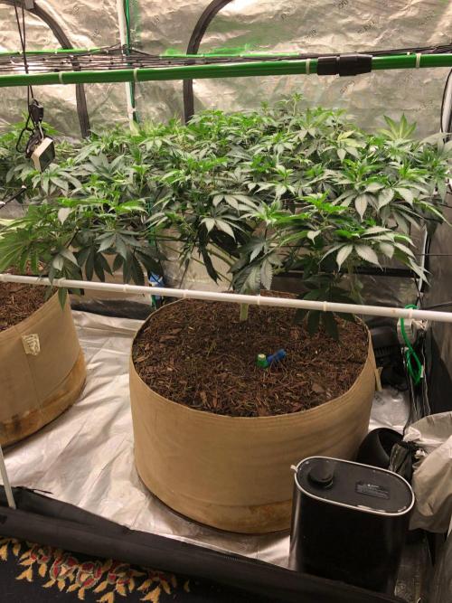 Silver Widow Kannabaia Indoor Summer. Week 11