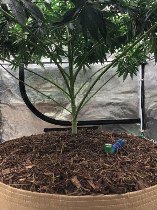 Silver Widow Kannabaia Indoor Summer. Week 11