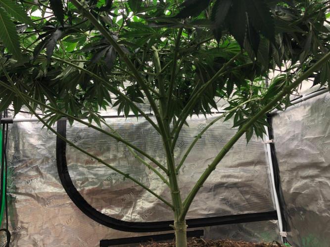 Silver Widow Kannabaia Indoor Summer. Week 11