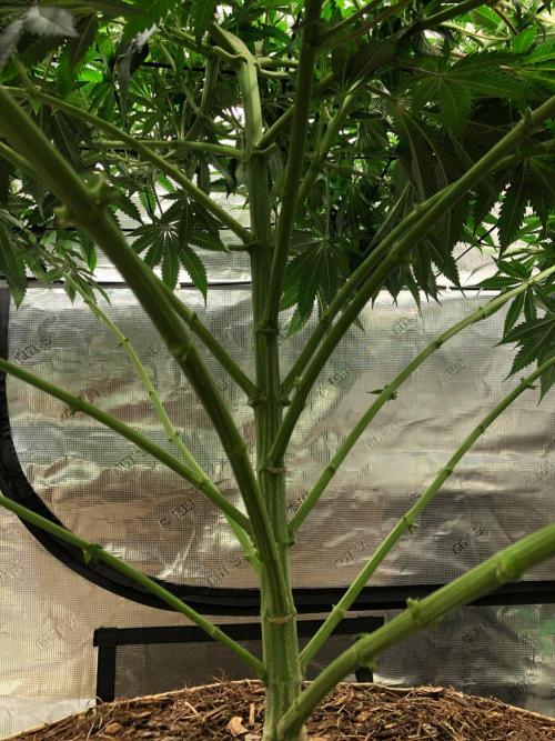 Silver Widow Kannabaia Indoor Summer. Week 11