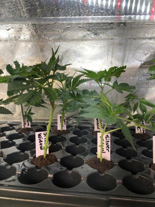 Silver Widow Kannabaia Indoor Summer. Week 11