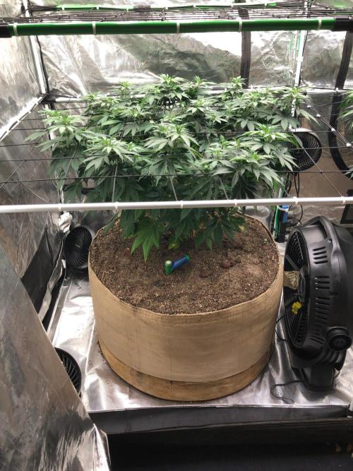 Lemonchello Haze Seedsman Indoor Summer. Week 10