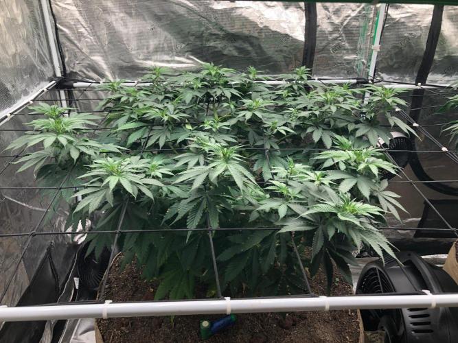 Lemonchello Haze Seedsman Indoor Summer. Week 10