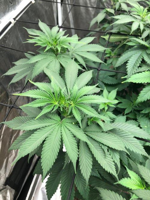 Lemonchello Haze Seedsman Indoor Summer. Week 10