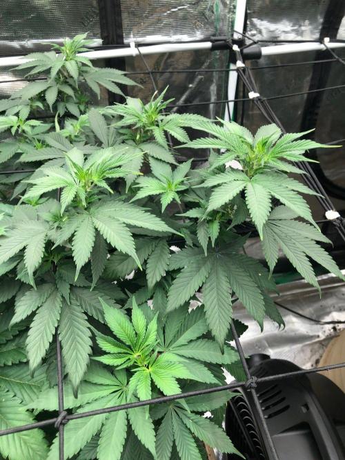 Lemonchello Haze Seedsman Indoor Summer. Week 10