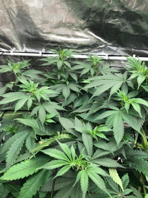 Lemonchello Haze Seedsman Indoor Summer. Week 10
