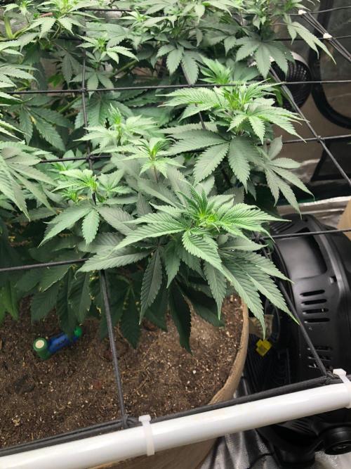 Lemonchello Haze Seedsman Indoor Summer. Week 10