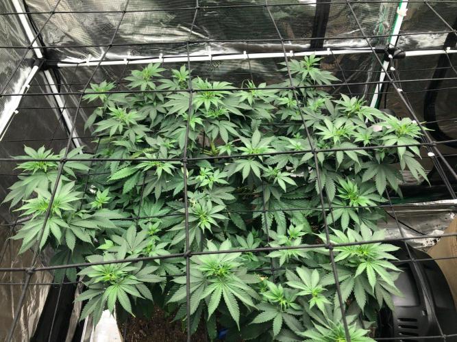 Lemonchello Haze Seedsman Indoor Summer. Week 10