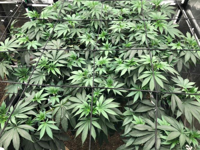 Lemonchello Haze Seedsman Indoor Summer. Week 10
