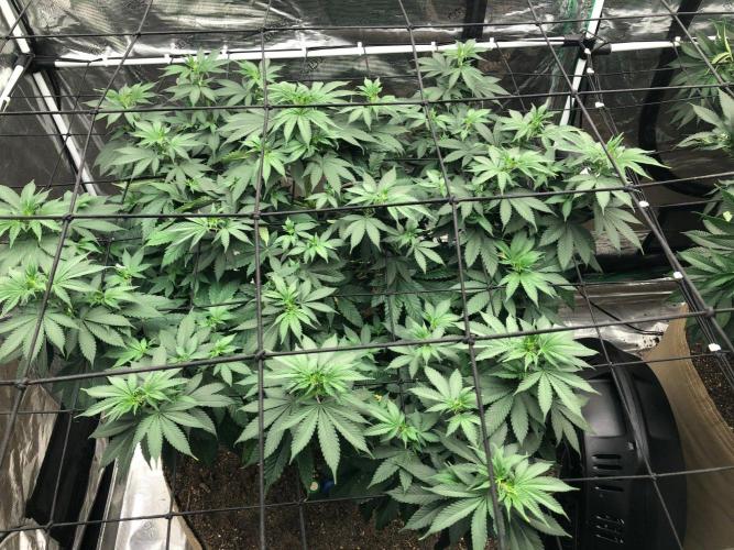 Lemonchello Haze Seedsman Indoor Summer. Week 10