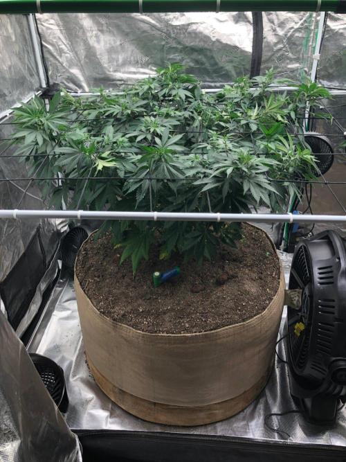 Lemonchello Haze Seedsman Indoor Summer. Week 10