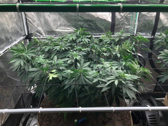 Lemonchello Haze Seedsman Indoor Summer. Week 10