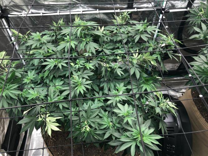 Lemonchello Haze Seedsman Indoor Summer. Week 10