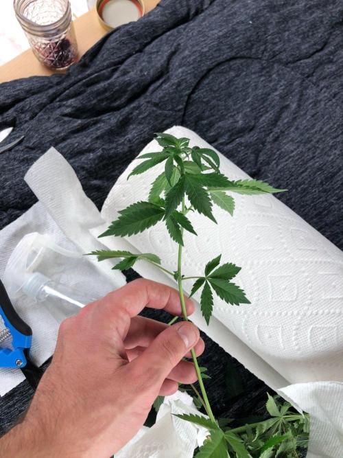 Lemonchello Haze Seedsman Indoor Summer. Week 10