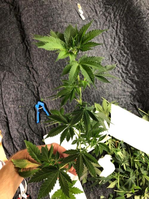 Lemonchello Haze Seedsman Indoor Summer. Week 10