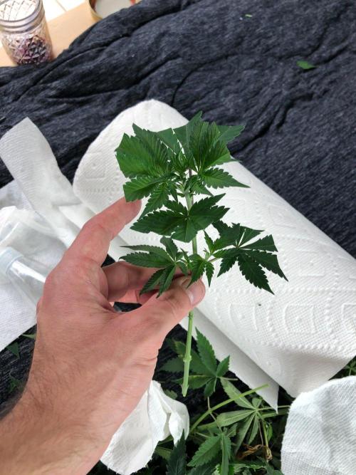 Lemonchello Haze Seedsman Indoor Summer. Week 10