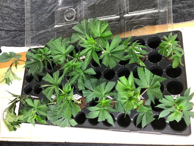 Lemonchello Haze Seedsman Indoor Summer. Week 10