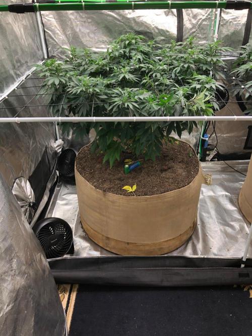 Lemonchello Haze Seedsman Indoor Summer. Week 10