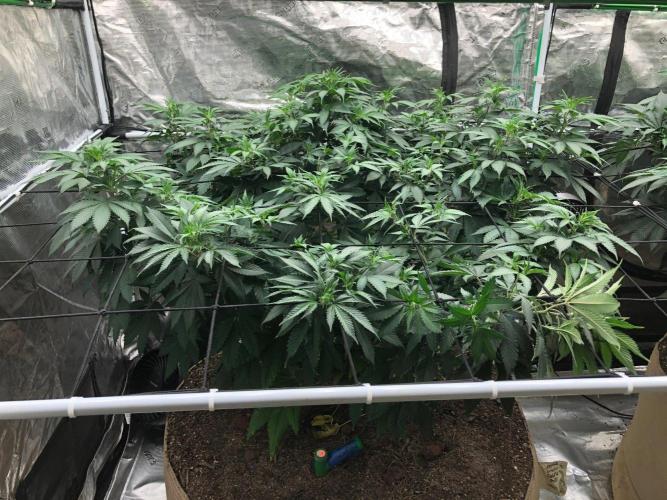 Lemonchello Haze Seedsman Indoor Summer. Week 10