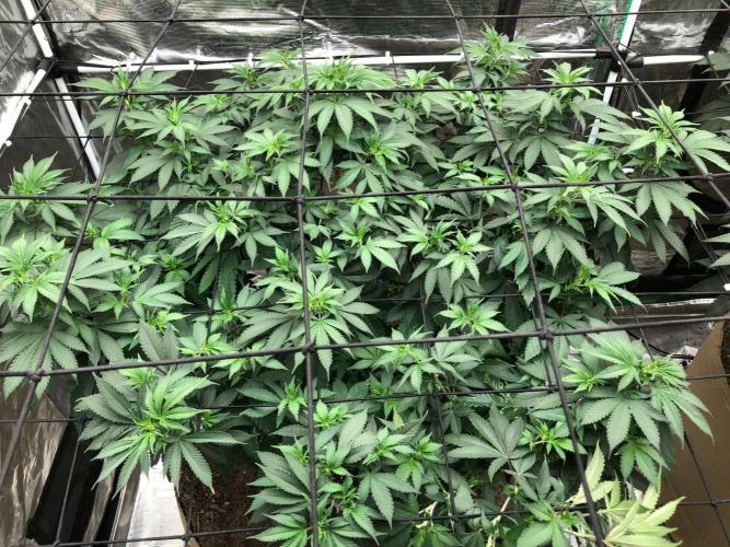 Lemonchello Haze Seedsman Indoor Summer. Week 10