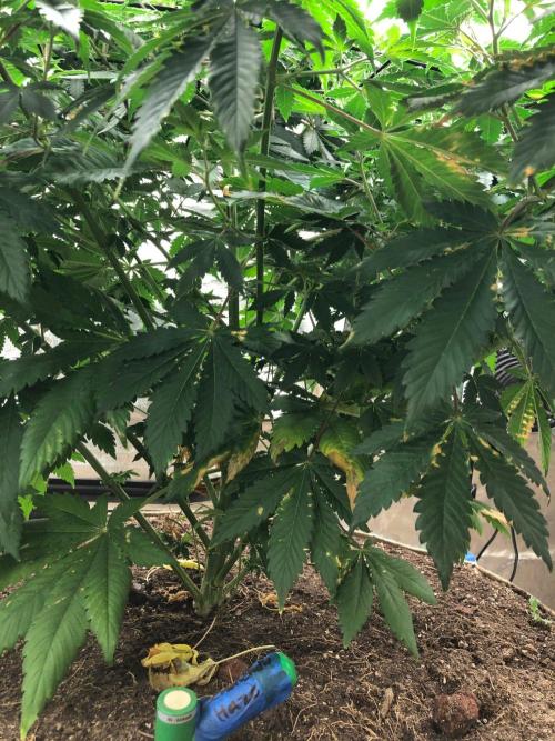 Lemonchello Haze Seedsman Indoor Summer. Week 10